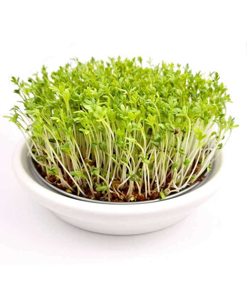 Nakličovacia miska biela s nerezovým sitkom 12 cm